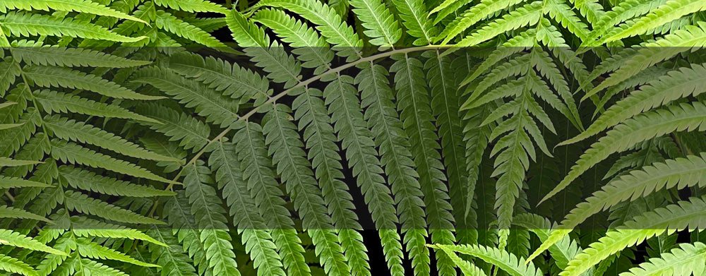 Fern fronds